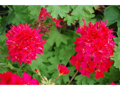 Pelargonium