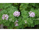 Pelargonium Graveolens