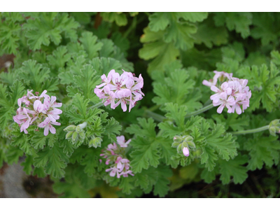 Pelargonium