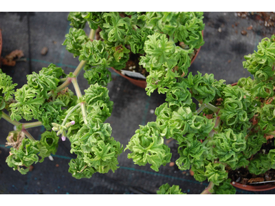 Pelargonium