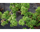 Pelargonium Graveolens Bontrosai