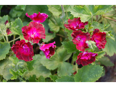 Pelargonium