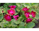 Pelargonium Hindoo