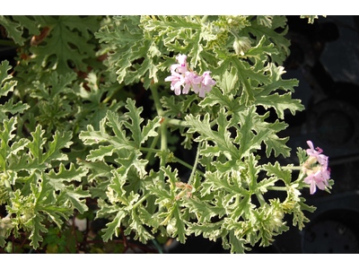 Pelargonium