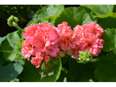 Pelargonium