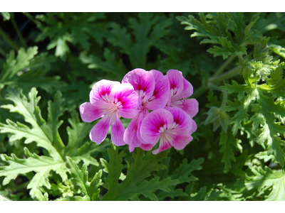 Pelargonium