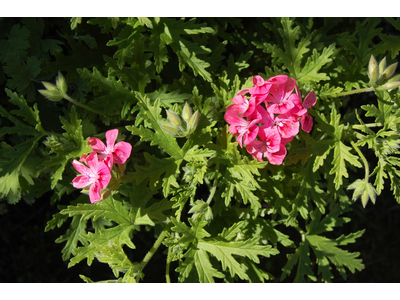 Pelargonium