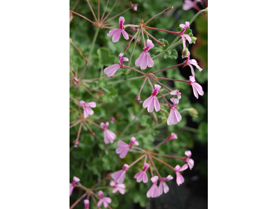 Pelargonium