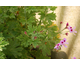 Pelargonium Lemon Fancy