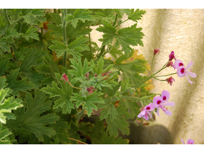 Pelargonium