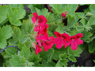 Pelargonium