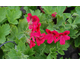 Pelargonium Leslie William Burrow