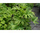 Pelargonium Mabel Grey