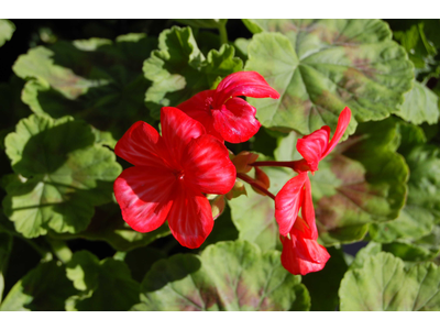 Pelargonium