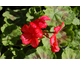 Pelargonium