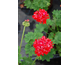 Pelargonium Mike West