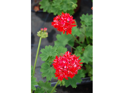 Pelargonium