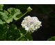 Pelargonium Mme Recamier