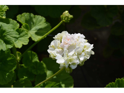 Pelargonium