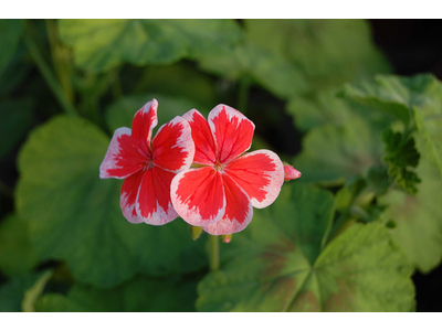 Pelargonium