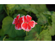 Pelargonium Mr Wren