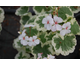 Pelargonium Mrs Mappin