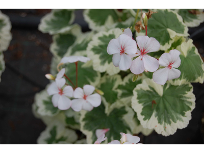 Pelargonium