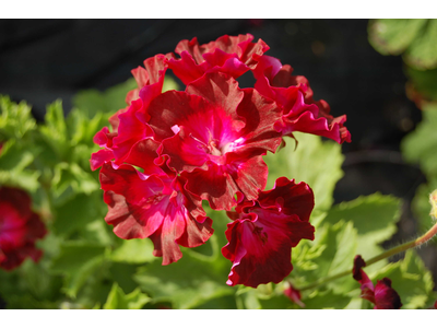 Pelargonium