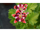 Pelargonium