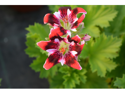 Pelargonium