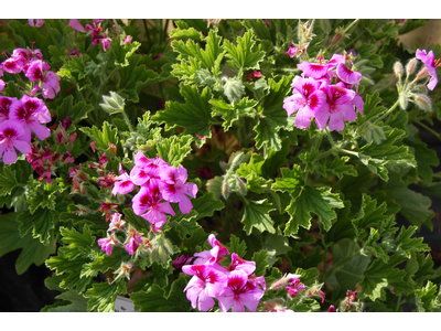 Pelargonium