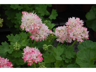 Pelargonium