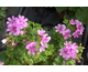 Pelargonium Peter's Luck