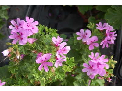 Pelargonium