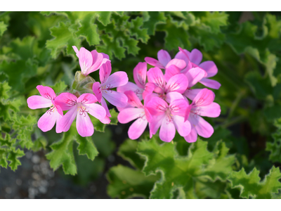 Pelargonium