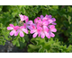 Pelargonium Pink Capricorn