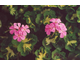Pelargonium Pink Happy Thought