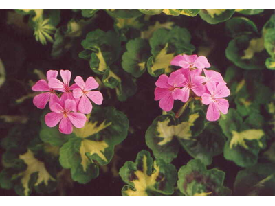 Pelargonium
