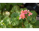 Pelargonium Preston Park