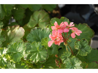 Pelargonium