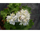 Pelargonium Prim