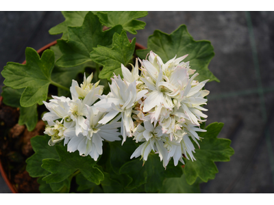 Pelargonium