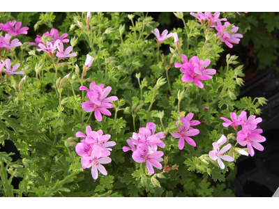 Pelargonium