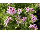 Pelargonium Princeanum