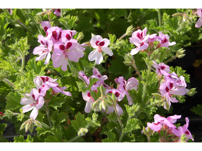 Pelargonium