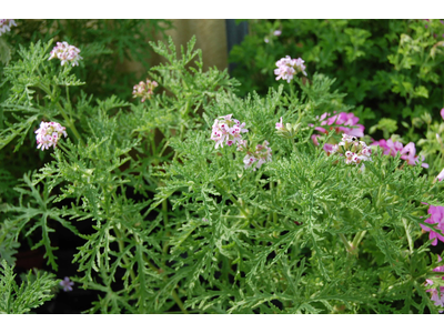 Pelargonium