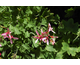 Pelargonium Red Witch