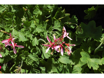 Pelargonium