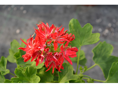 Pelargonium