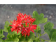 Pelargonium